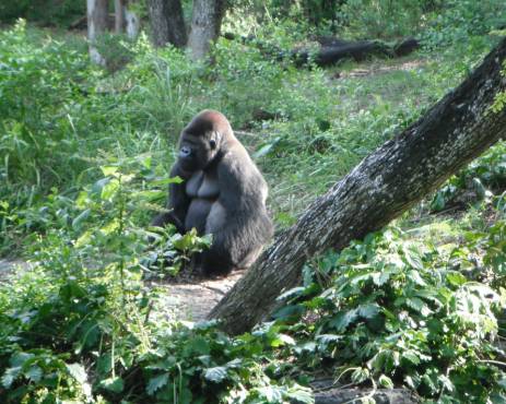 Molestiae sunt odio asperiores beatae cupiditate ex